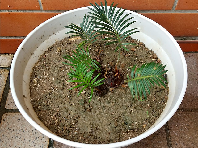挿し木したソテツの脇芽