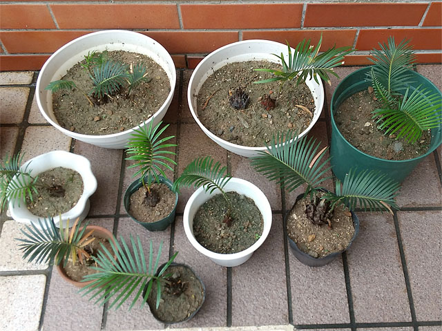いろいろな鉢に挿し木した脇芽