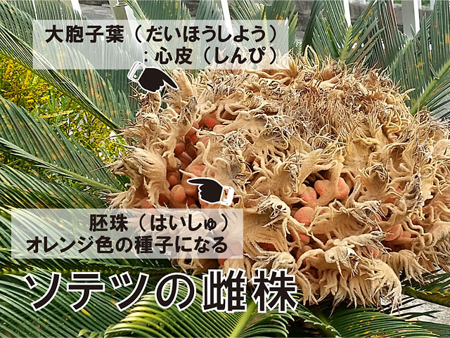 ソテツの雌株