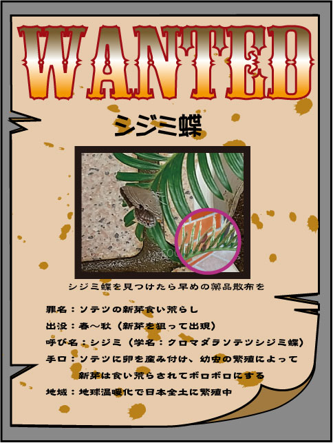 ソテツの防虫張り紙