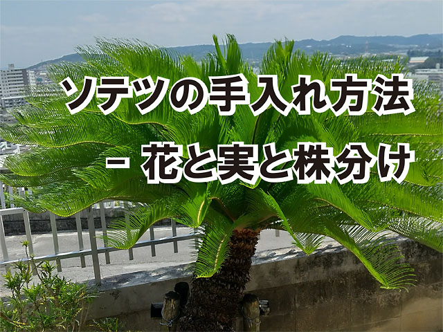 ソテツの手入れ方法-花と実と株分け